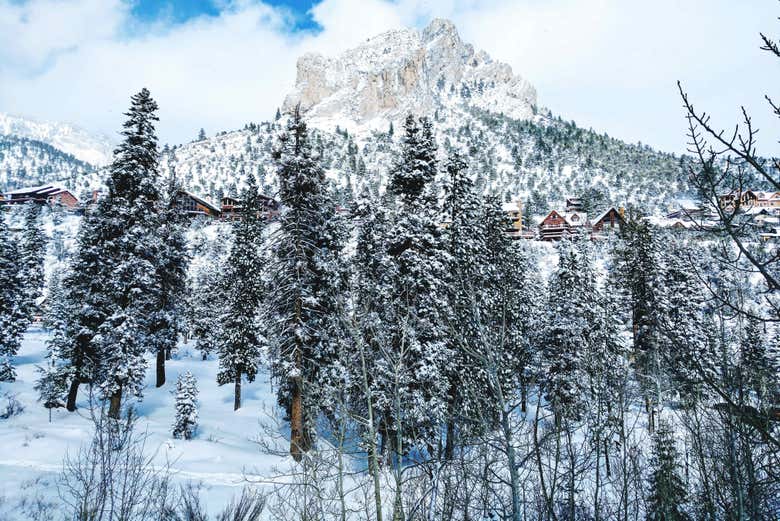 Bosque nevado en el monte Charleston