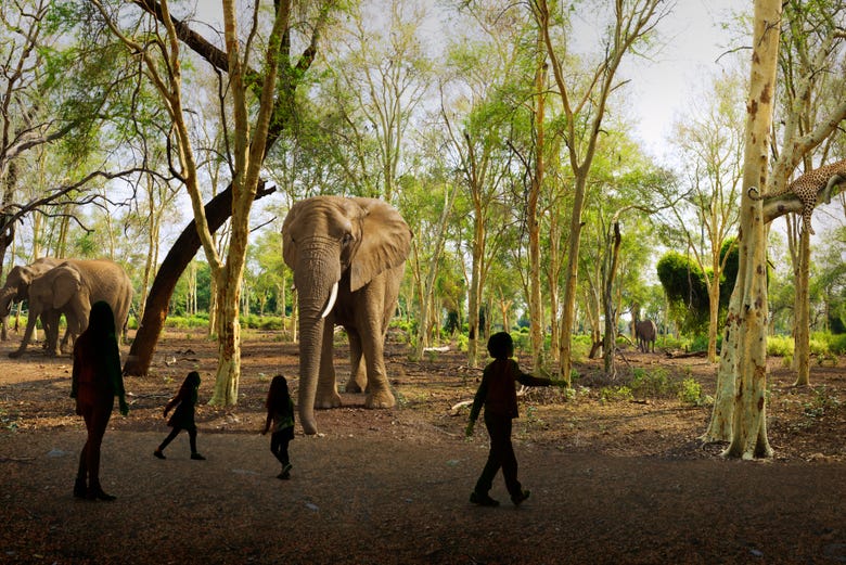 Niños contemplando los elefantes