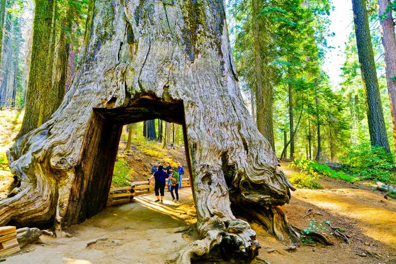 Túnel en un árbol